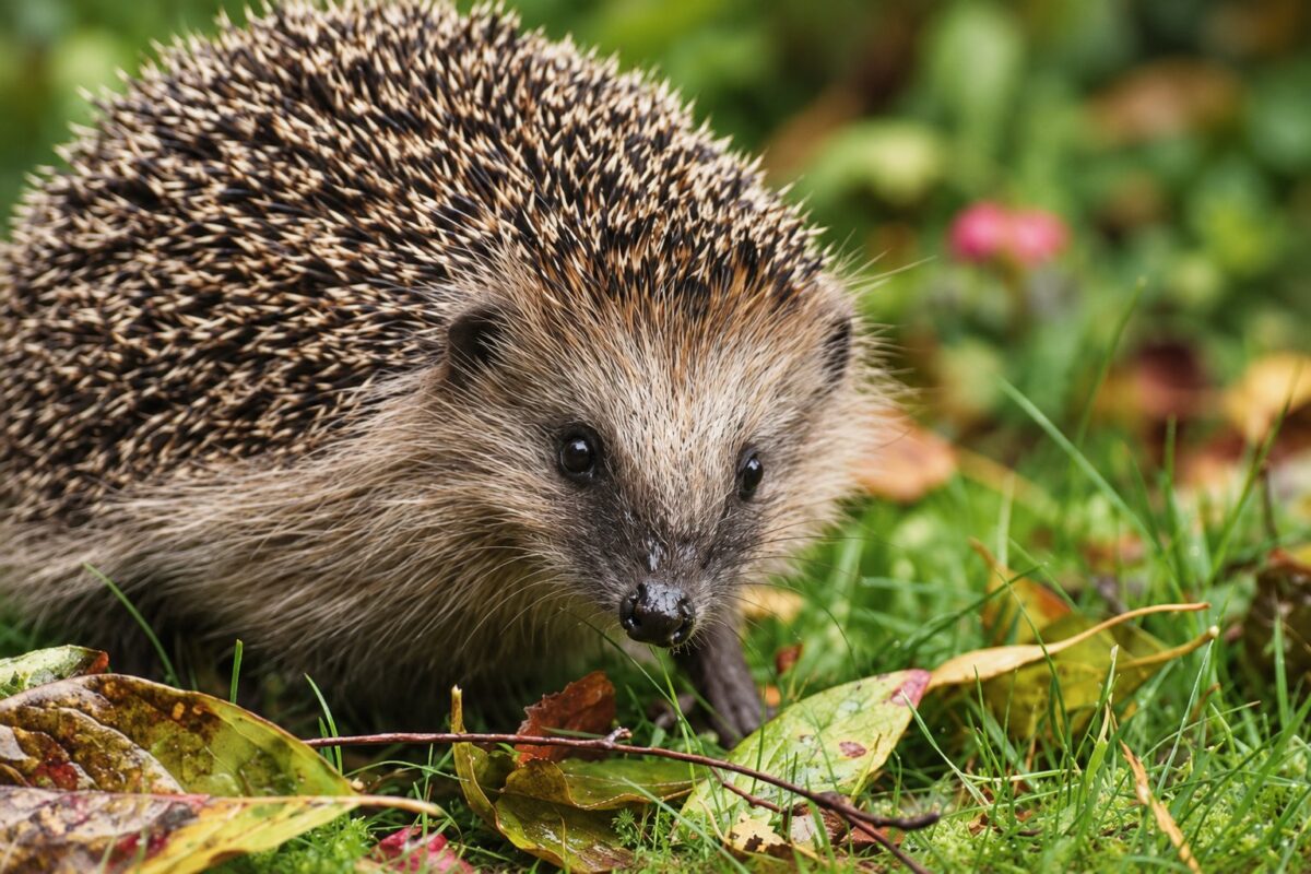 igel-im-garten igel-im-garten